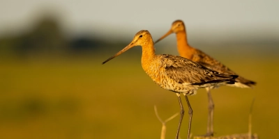 Vogelfotografie door Dick Vos